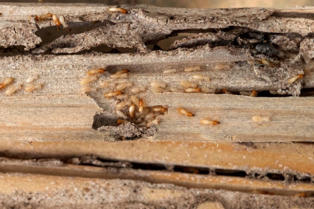 Spider Control Near Me in Sea Bright, NJ