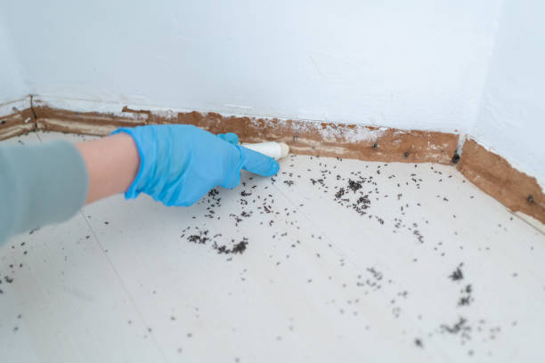 Best Pest Prevention Services  in Sea Bright, NJ